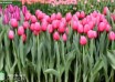 Tulipa Annaconda (2)